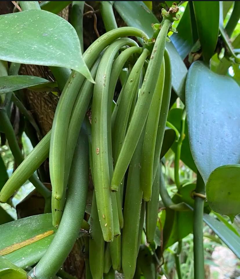 Vanilla Bean